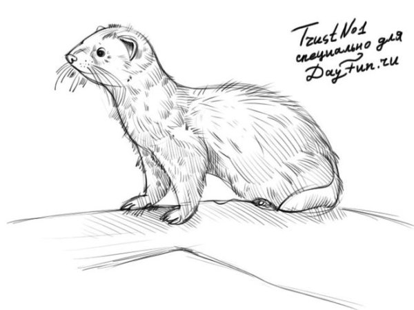 Нарисовать хорька