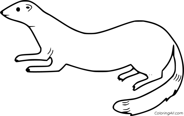 Горностай раскраска для детей