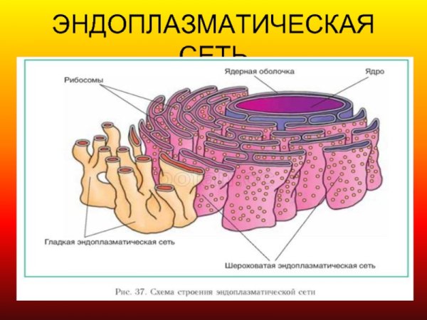 Эндоплазматическая сеть рисунок легкий