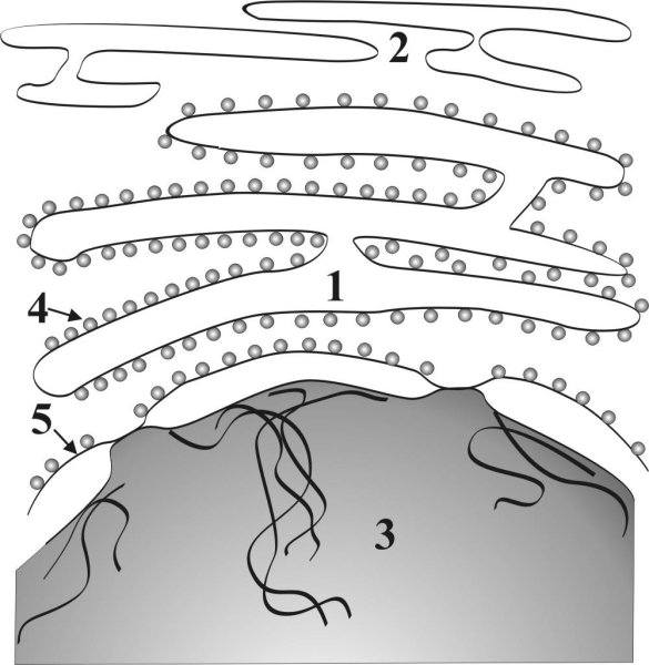 Рисунок легкий эндоплазматическая сеть легкий