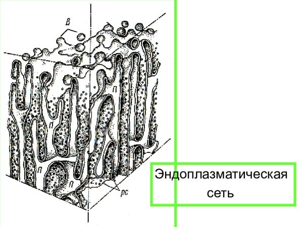Эндоплазматическая сеть рисунок ЕГЭ