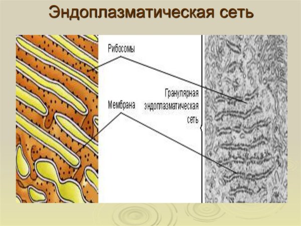 Комплекс Гольджи черно белая
