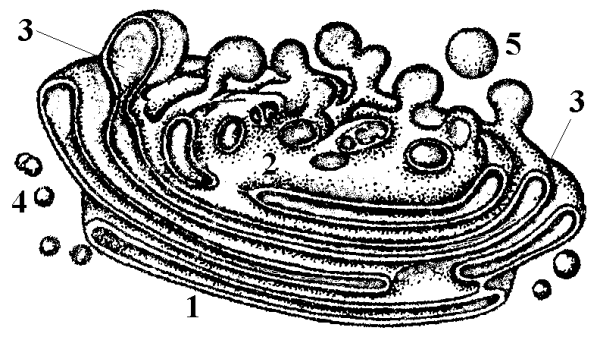 Эндоплазматический ретикулум 3д