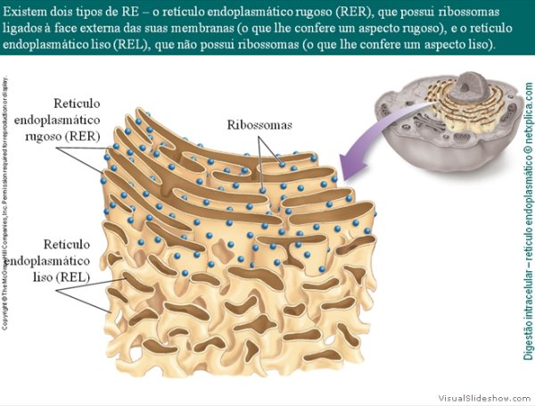 Аппарат Гольджи черно-белый