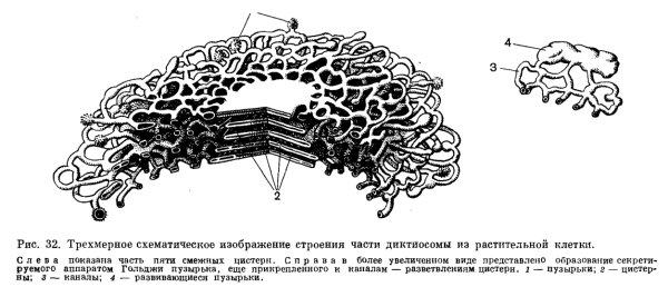 Гладкая эндоплазматическая сеть в клетке