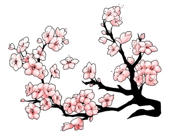 Сакура рисовка