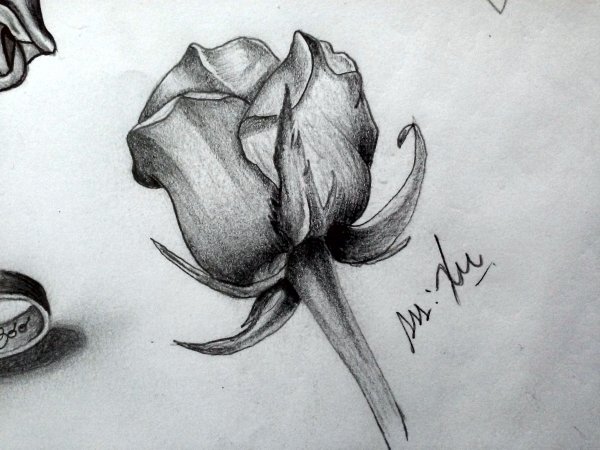 Рисунок завявшей розы