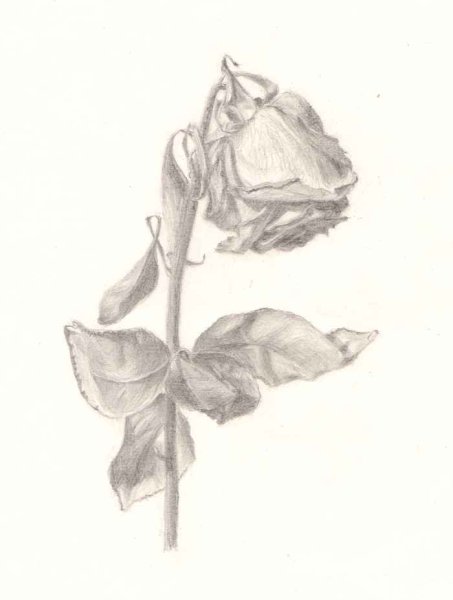 Роза с шипами карандашом
