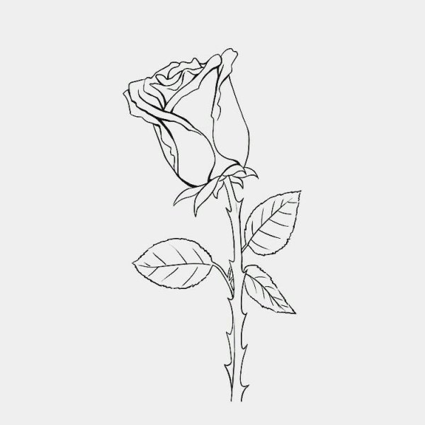 Лепестки роз рисунок