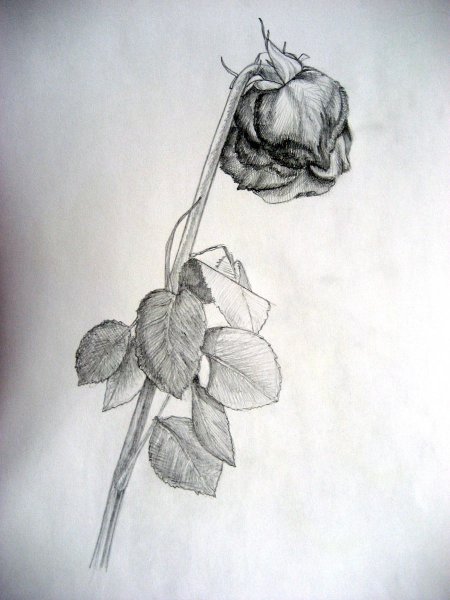 Наброски розы легко