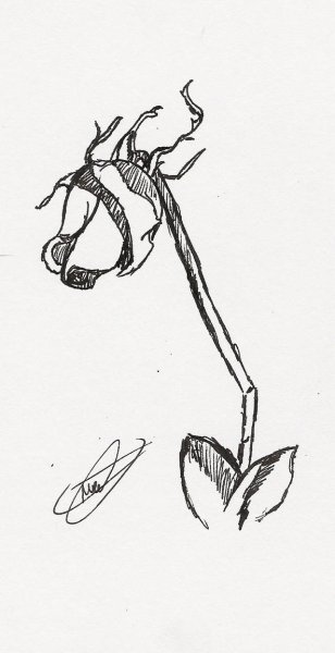 Роза рисунок