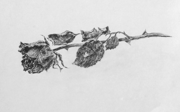 Скетчбук цветы карандашом