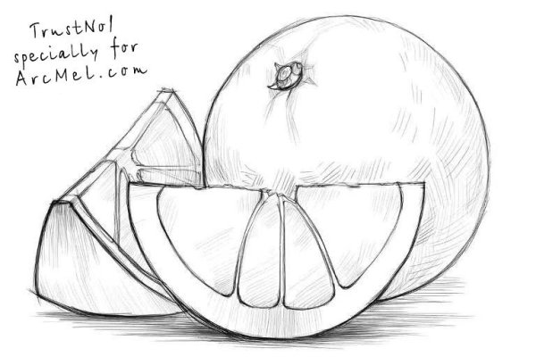 Фрукты карандашом для начинающих