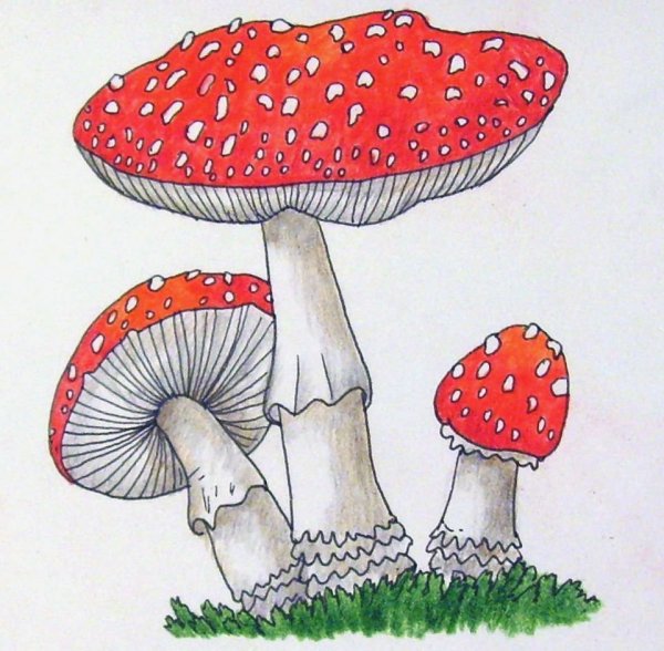 Мухомор карандашом
