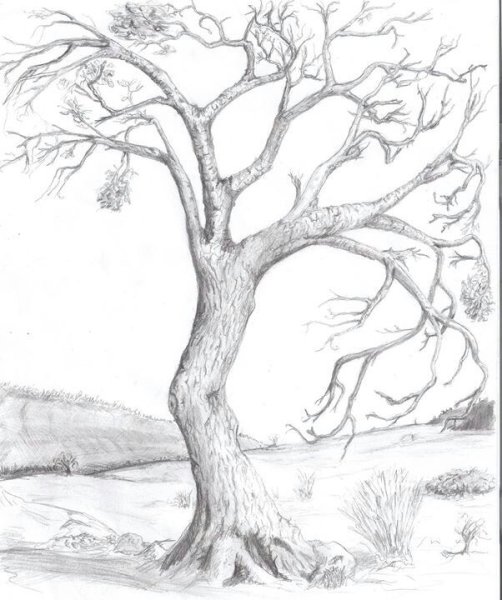 Уроки рисования дерево