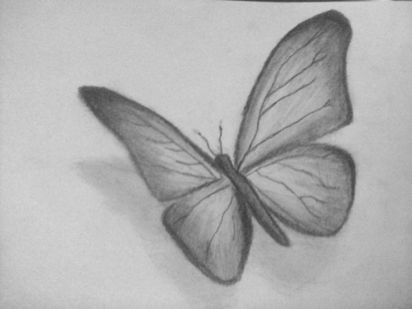 Бабочки карандашом для срисовки