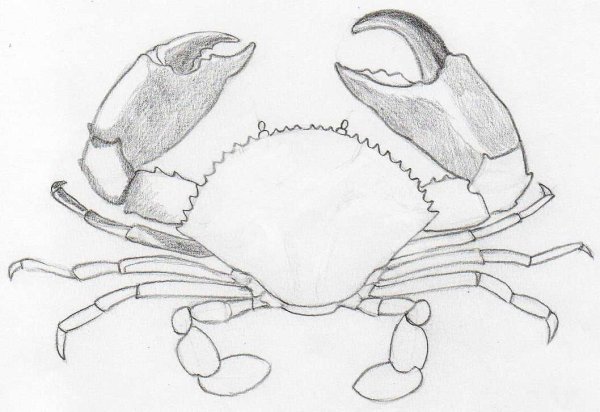 Поэтапное рисование краба