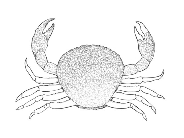 Поэтапное рисование краба