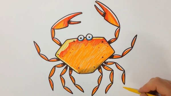 Рисунок краба легкий