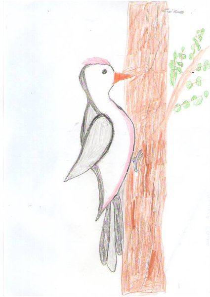 Поэтапное рисование дятла