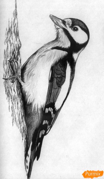Дятел рисунок карандашом