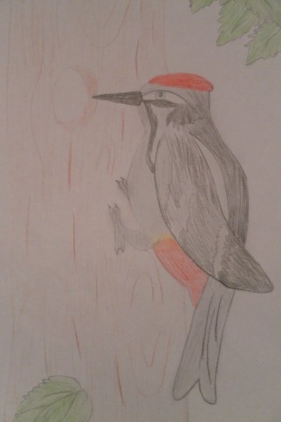 Контур птицы дятел