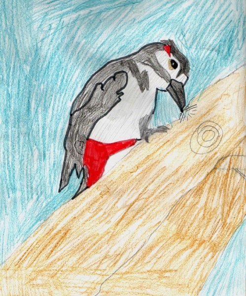 Поэтапное рисование дятла