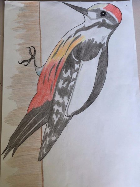 Рисование дятла