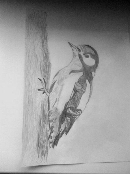 Дятел поэтапное рисование для детей