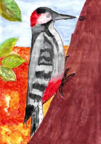 Дятел рисунок