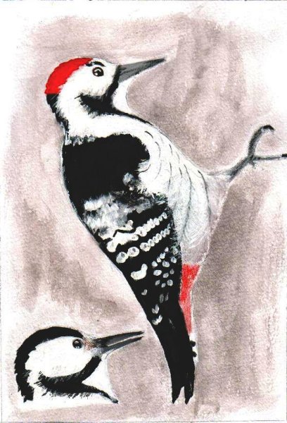 Дятел рисунок карандашом