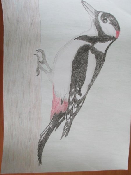 Зеленый дятел раскраска