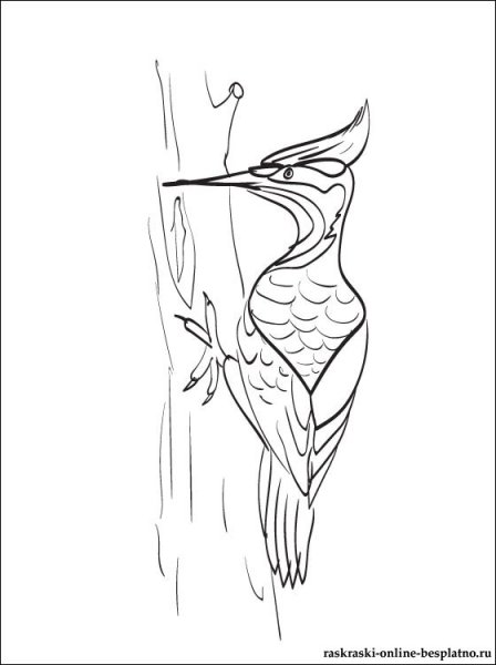 Дятел рисунок для детей