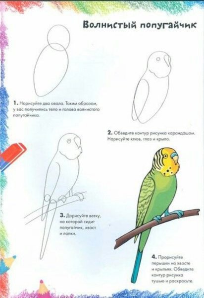 Нарисовать волнистого попугая для детей