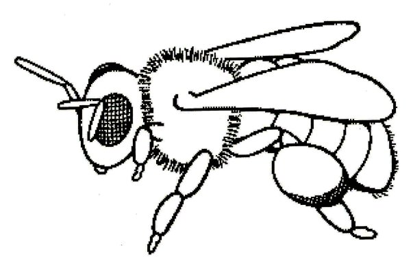 Шмель карандашом
