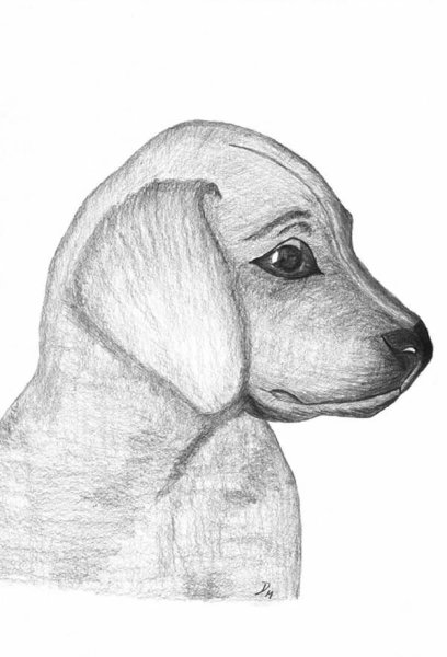 Рисунки карандашом средние