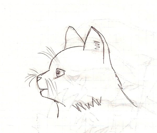 Кошка сбоку рисунок