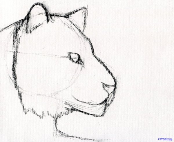 Тигр карандашом легко для начинающих