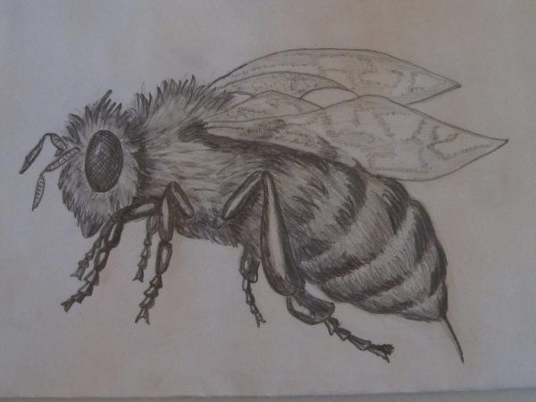 Поэтапное рисование пчелы