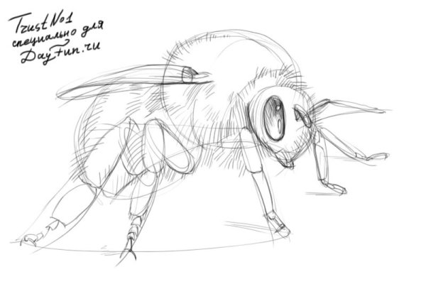 Шмель черно белый