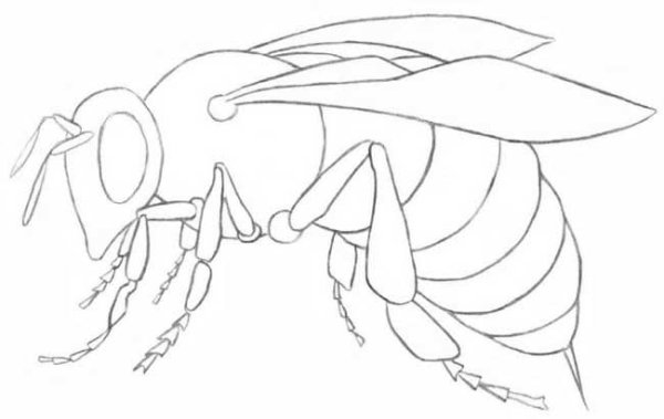 Поэтапное рисование насекомых для детей