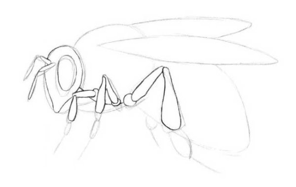 Пошаговый рисунок пчелы