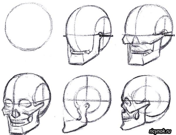 Голова человека сбоку рисунок