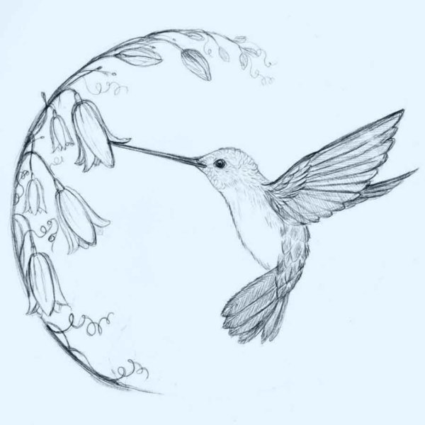 Колибри рисунок карандашом