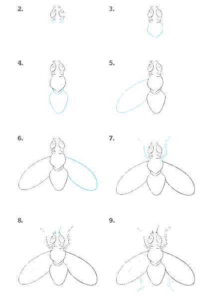 Зарисовки насекомых