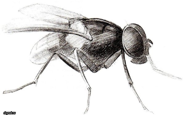 Нарисовать муху поэтапно