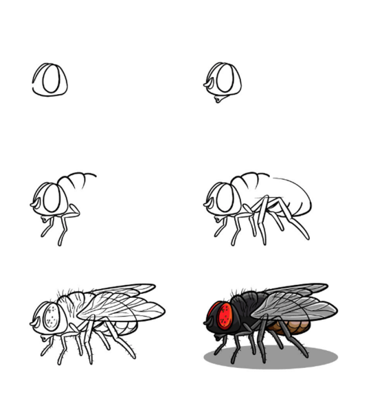 Муха раскраска для детей
