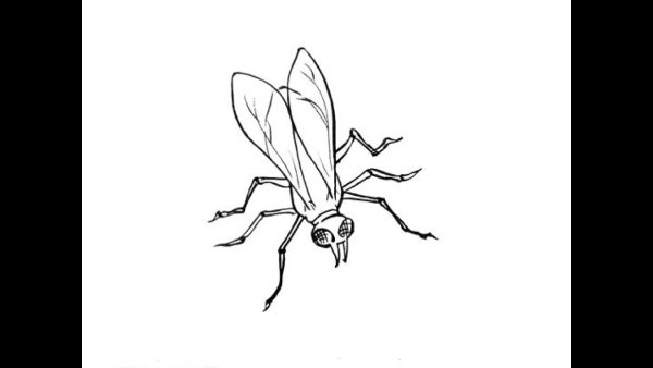 Комар карандашом для детей