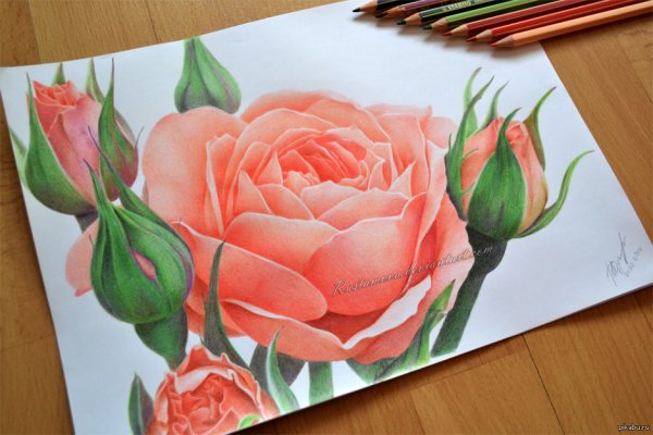 Красивые рисунки на весь лист легкие