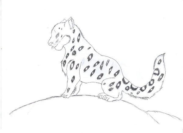 Снежный Барс рисунок легкий